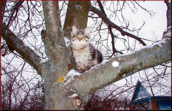 Siberian kitten in russian village