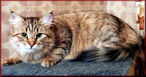 Siberian cat with correct fur coat