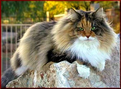 Siberian cat with incorrect fur coat