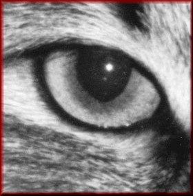 siberian cat eye